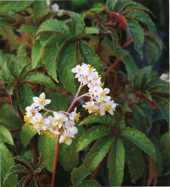 B. ‘Vista Quest’